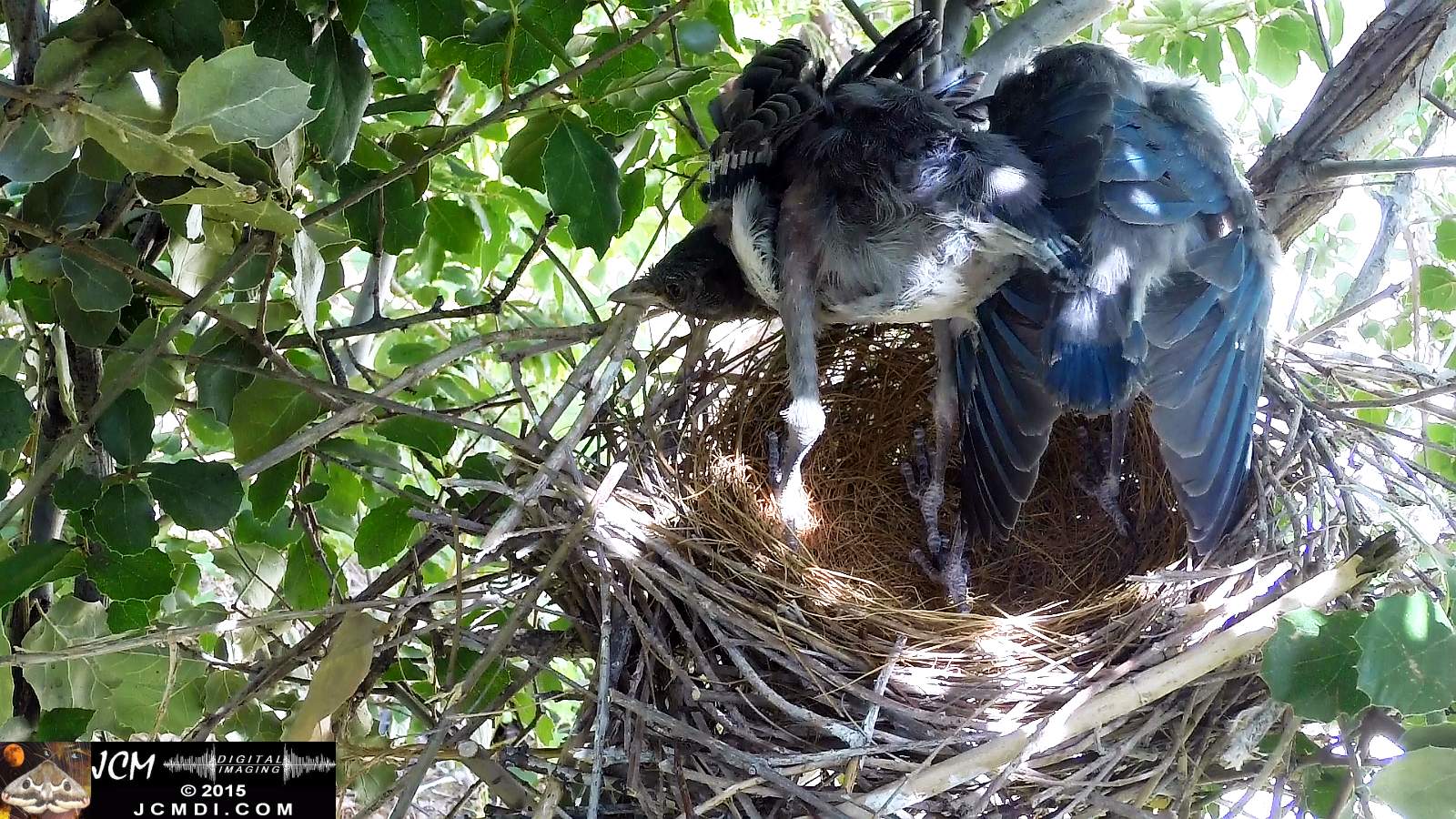 Scrub Jay Documentary chicks stretching